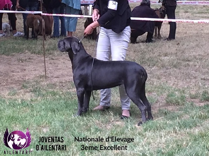 D'Ailentari - Résultat Nationale d'Elevage Trets (13)