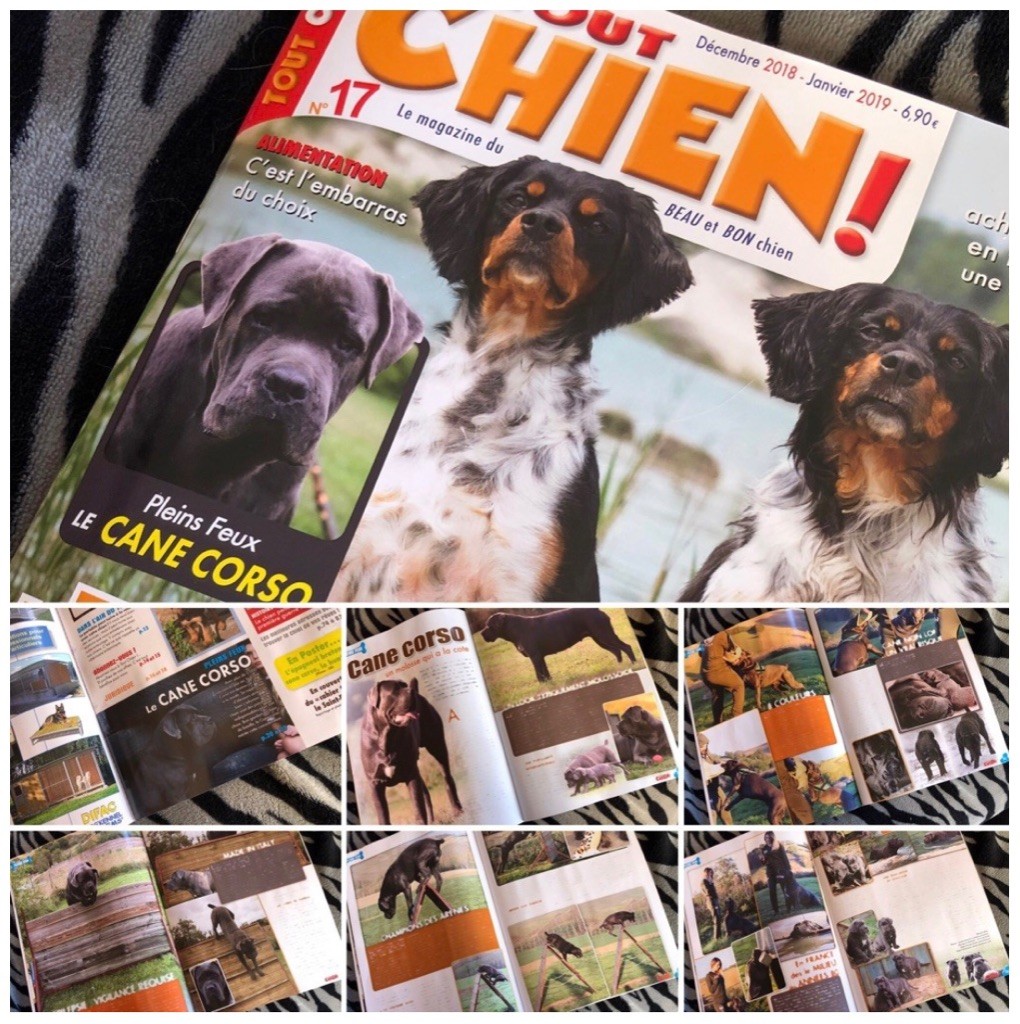 En vedette dans la revue « Tout Chien »