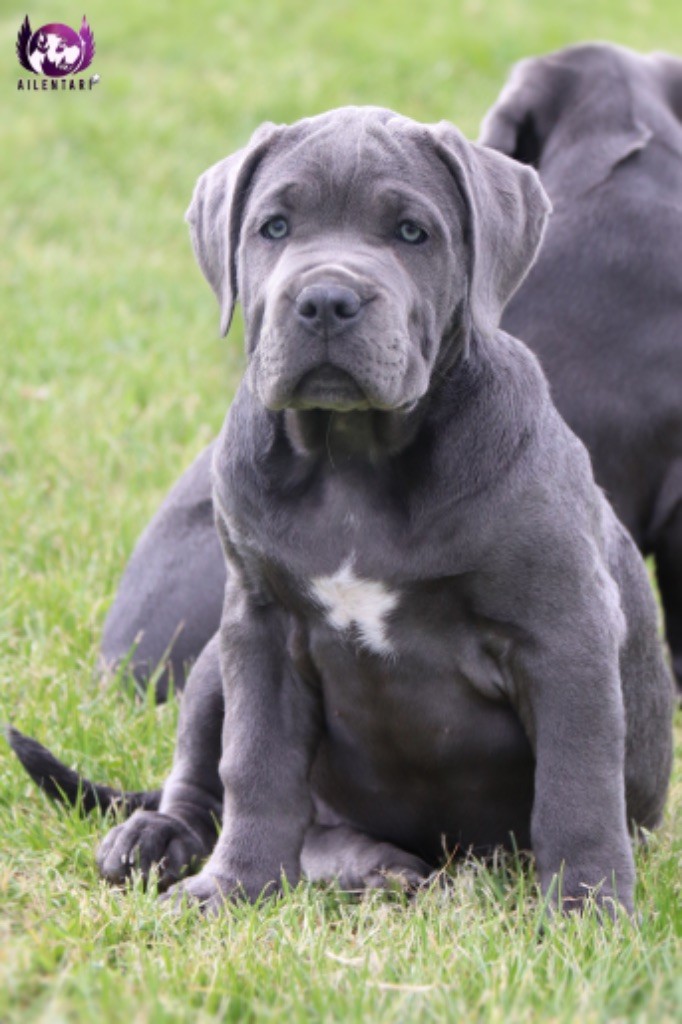 Collier vert (option) 