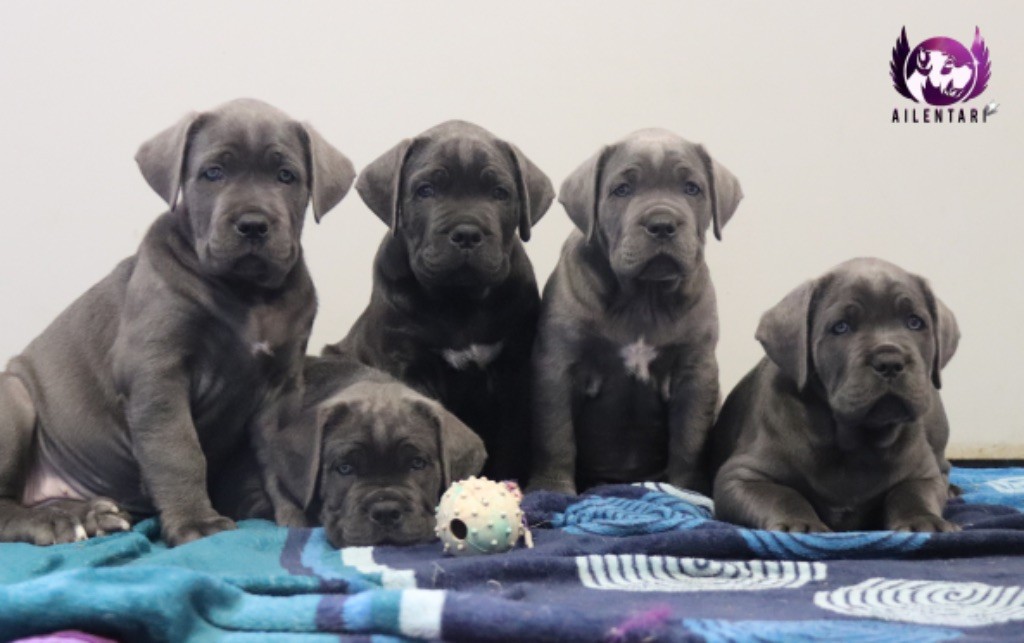 Chiot Cane Corso D'Ailentari